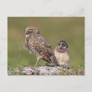 Postal Encantadora fotografía de vida silvestre del búho 