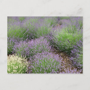 Postal Encantadora Lavanda