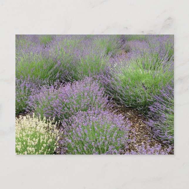 Postal Encantadora Lavanda (Anverso)