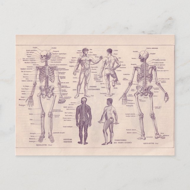 Postal Enciclopedia francesa 1920, anatomía humana (Anverso)