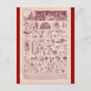 Postal Enciclopedia Francesa 1920, hongos