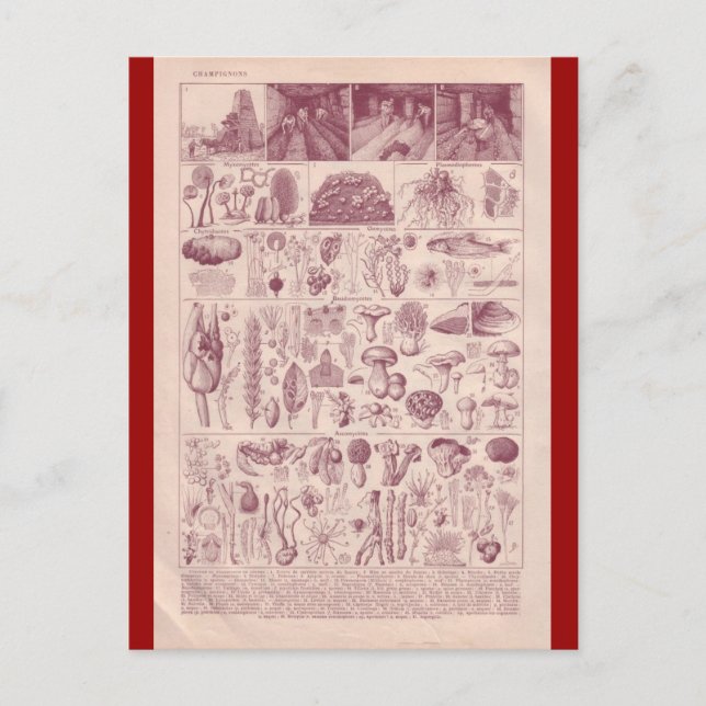 Postal Enciclopedia Francesa 1920, hongos (Anverso)