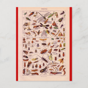 Postal Enciclopedia Francesa 1920, Insectos