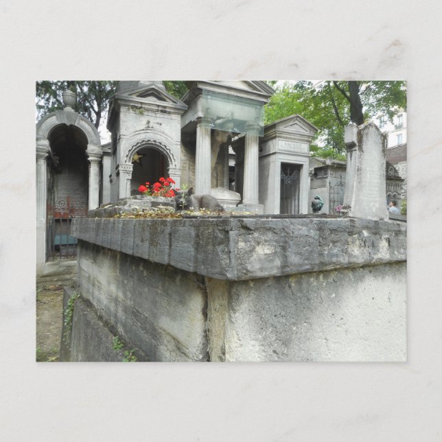 Postal ¡Encuentra un gato! (Anverso)