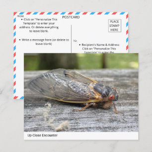 Postal Encuentro cerca de la Naturaleza: Postcard Cicada