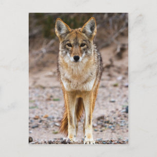 Postal Encuentro de Coyote