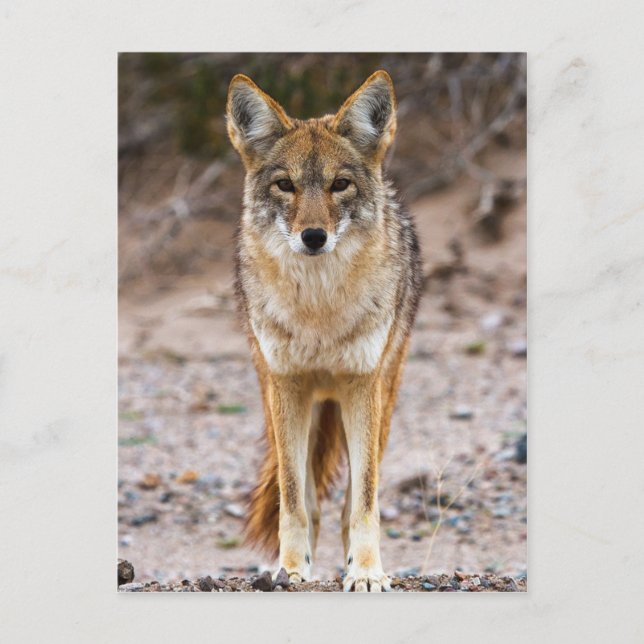 Postal Encuentro de Coyote (Anverso)