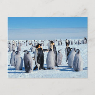 Postal Encuentro de Pingüinos