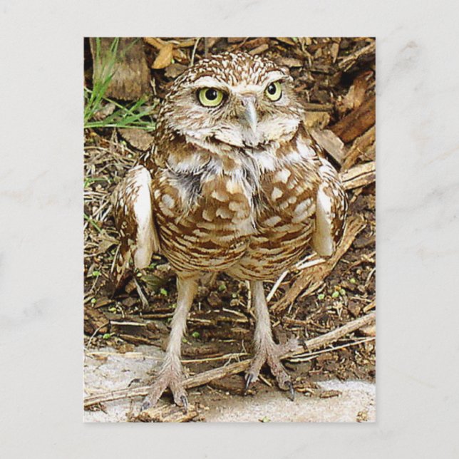 Postal Endangered Burrowing Owl (Anverso)