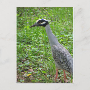 Postal Endurecer a Heron