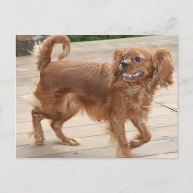Postal ¡Endurecer Mis Cosas! Ruby Cavalier King Charles (Anverso)