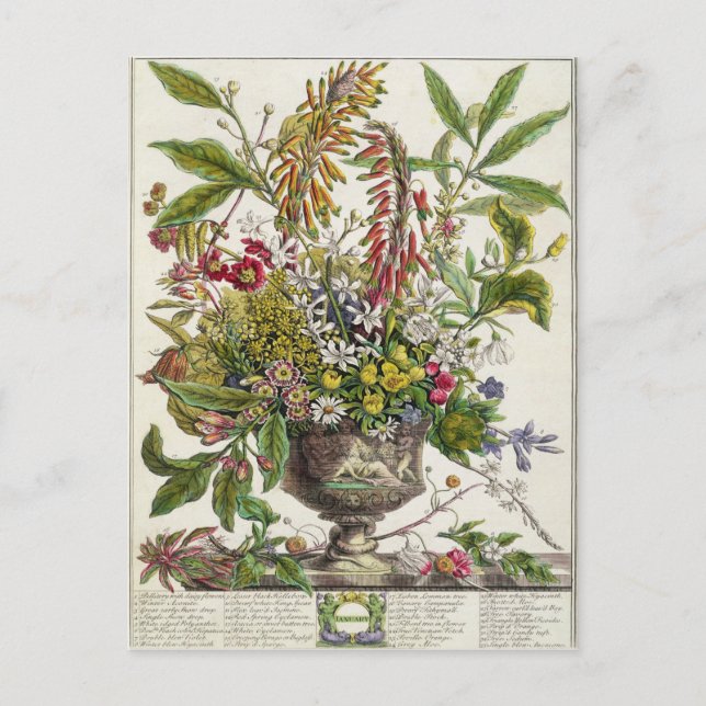 Postal Enero, del ` doce meses de las flores (Anverso)