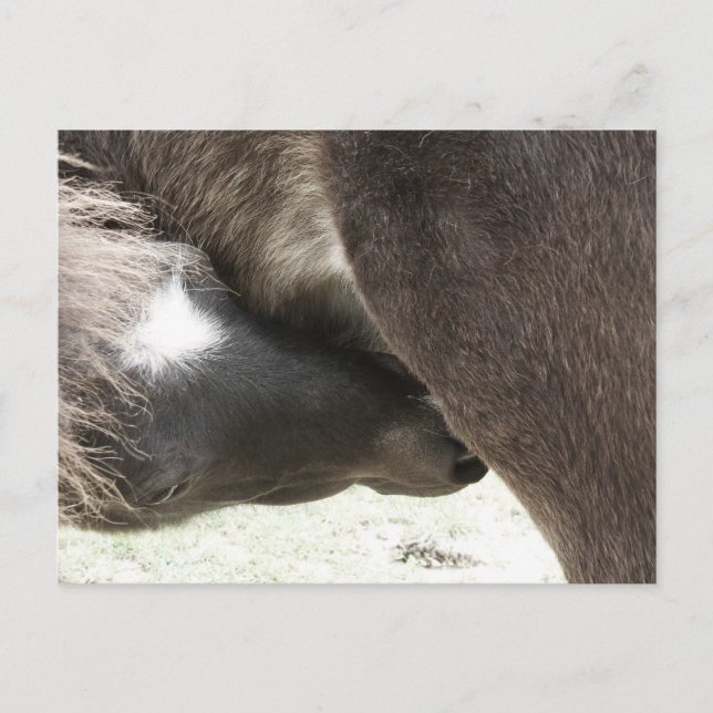 Postal Enfermería Mini Foal (Anverso)