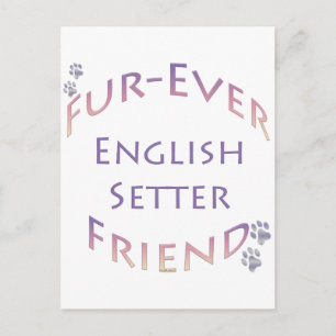 Postal English Setter Furever
