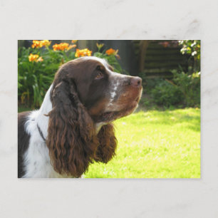 Postal English Springer Spaniel