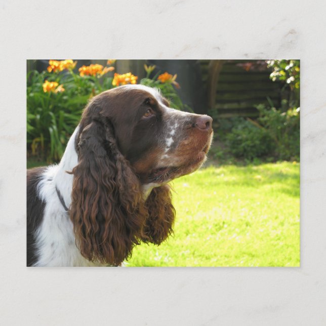 Postal English Springer Spaniel (Anverso)