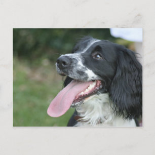 Postal English Springer Spaniel