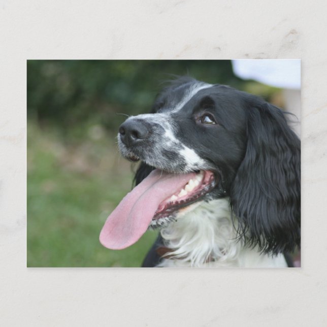 Postal English Springer Spaniel (Anverso)