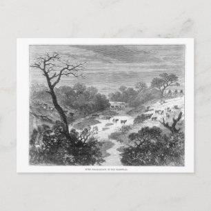 Postal Engrase antiguo- Paisaje con ganado