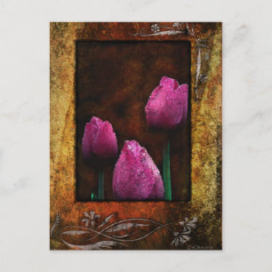 Postal Enmarcado de tulipanes rosados
