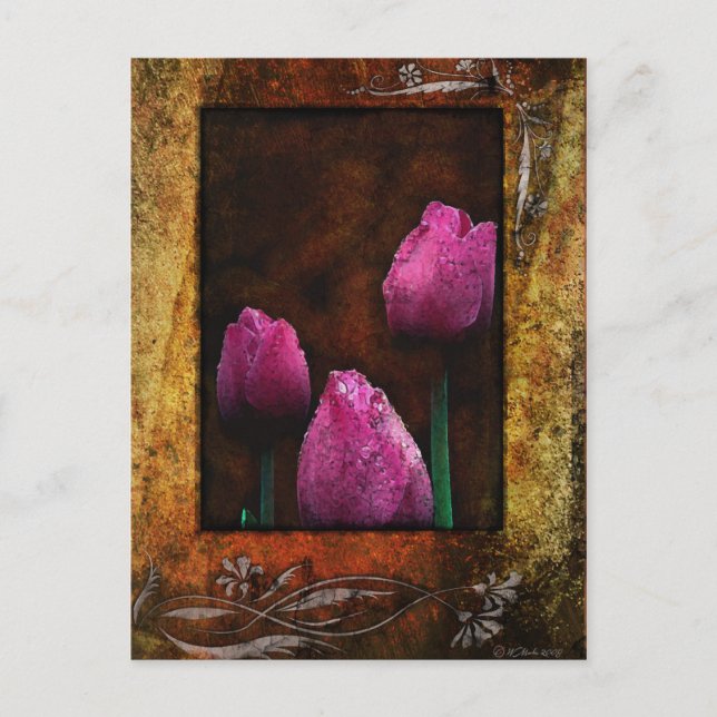 Postal Enmarcado de tulipanes rosados (Anverso)