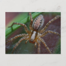 Postal Enorme araña