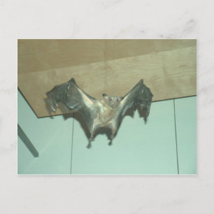 Postal Enorme Bat "zorro volador"