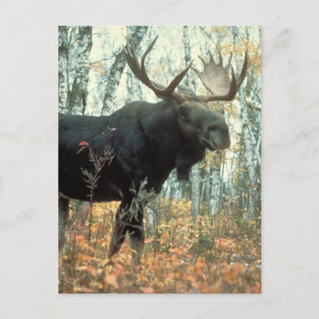 Postal Enorme Moose (Anverso)