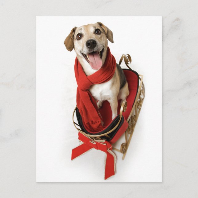 Postal Enorme sonrisa feliz en la cara del cachorro senta (Anverso)