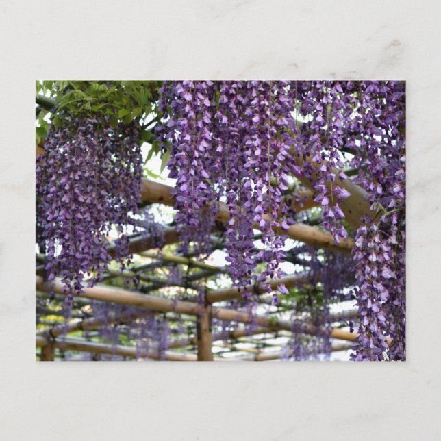 Postal Enrejado de Wisteria: Kameido Tenjin, Tokio (Anverso)