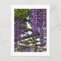 Enrejado de Wisteria: Kameido Tenjin, Tokio