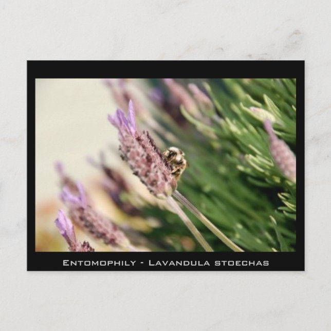 Postal Entomófilos - Lavandula stoechas (Anverso)