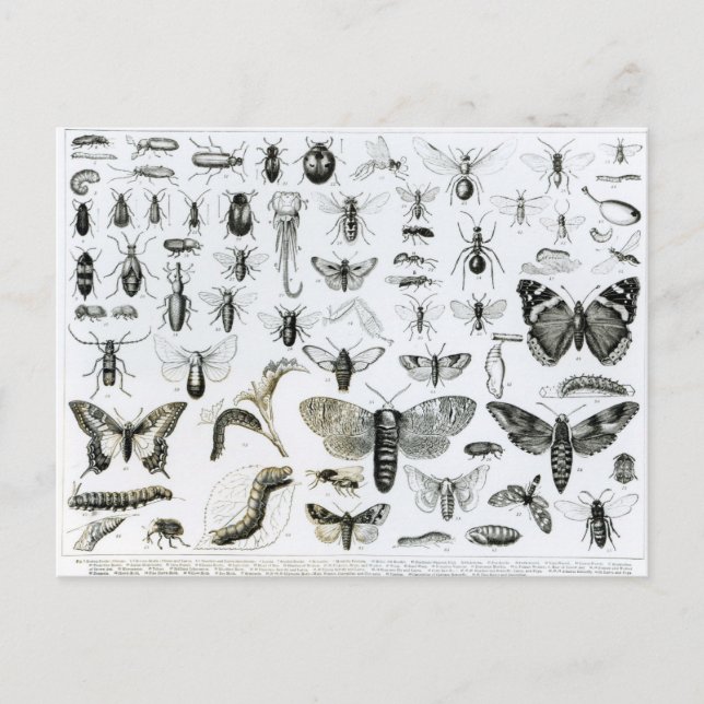 Postal Entomología (Anverso)