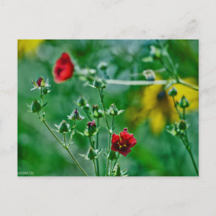 Postal Entrada en el jardín