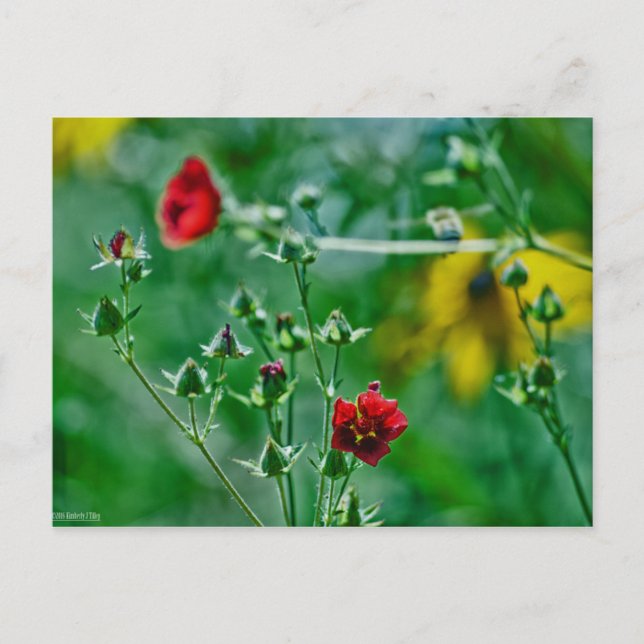 Postal Entrada en el jardín (Anverso)