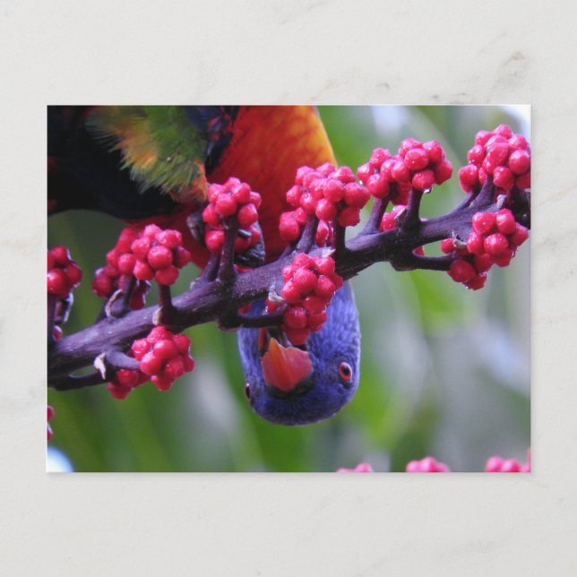 Postal Entrando para un bocadillo - Rainbow Lorikeet (Anverso)