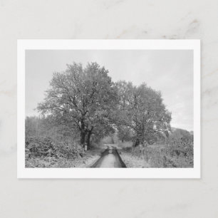 Postal Entre los robles (invierno)