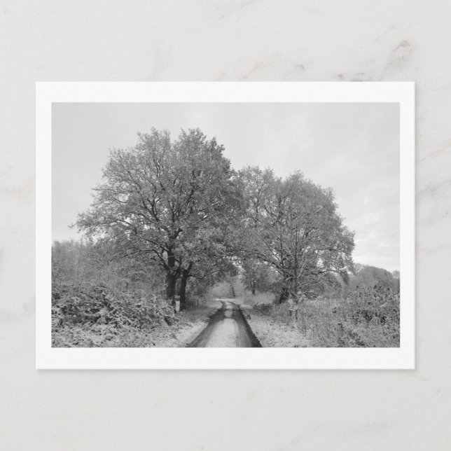 Postal Entre los robles (invierno) (Anverso)