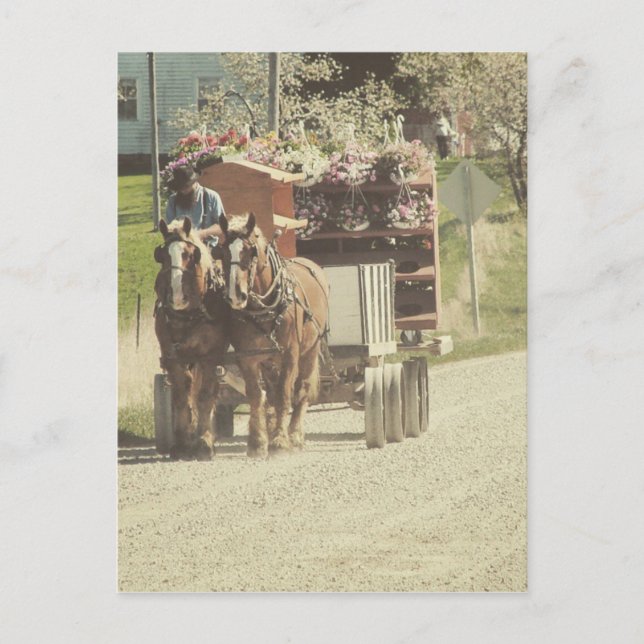 Postal Entrega de flores Amish (Anverso)