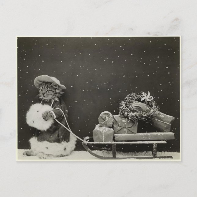 Postal Entrenador de chat noël (Anverso)
