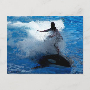 Postal Entrenador montando en una fotografía de orcas de 