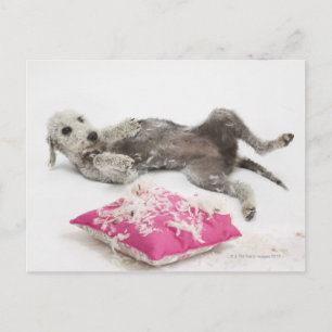 Postal Entrenamiento de comportamiento de perros