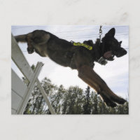Entrenamiento de perros de la policía de Pastores 