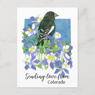 Postal Enviando Amor De Colorado Lark Bunting Columbines