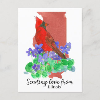 Postal Enviando Amor Del Cardenal De Illinois Violets