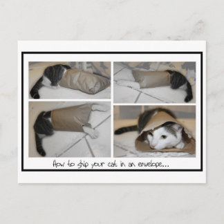 Postal Enviar a un gato por correo divertido y lindo gato