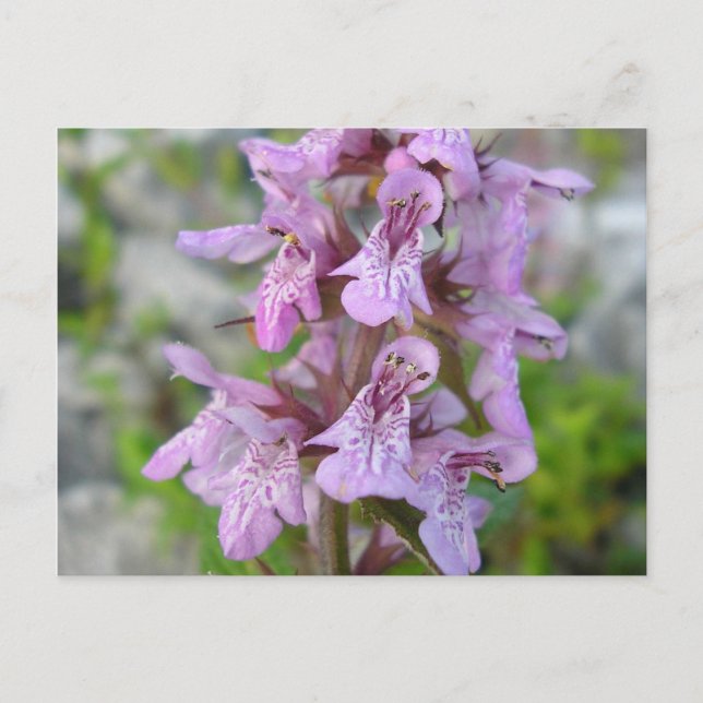 Postal Épiaire des marais (2) (Anverso)