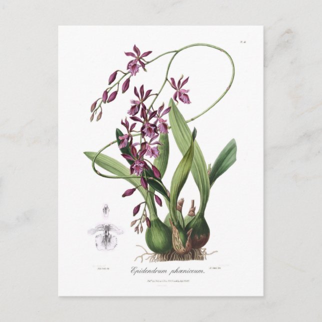 Postal Epidendrum phoeniceum (Anverso)