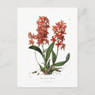 Postal Epidendrum vitellinum