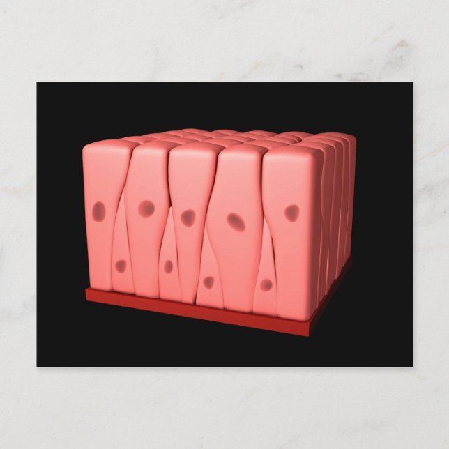 Postal Epitelio Columnar Pseudoestratificado (Anverso)